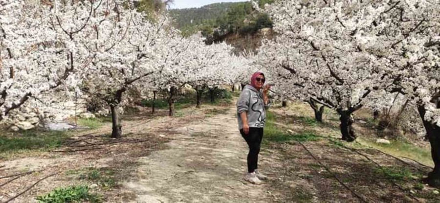 Sofralık Kayısının Üretim Merkezi Mersin’de Ağaçlar Gelinliğini Giydi