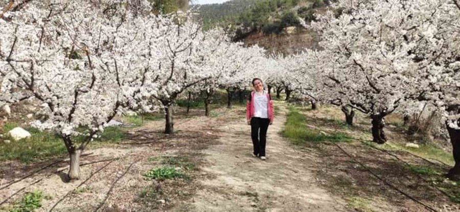 Sofralık Kayısının Üretim Merkezi Mersin’de Ağaçlar Gelinliğini Giydi