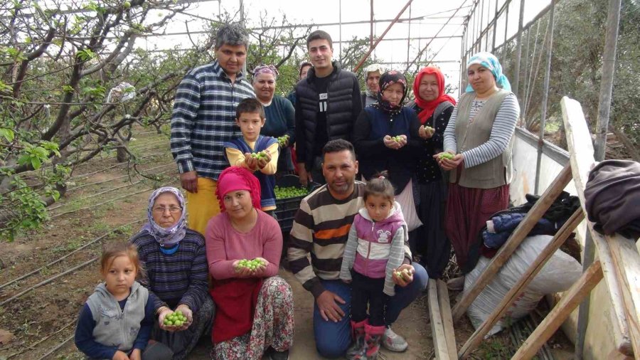 Mersin’de Erik Hasadı