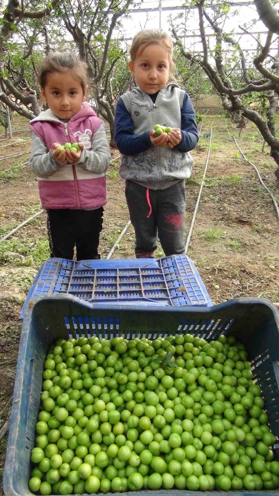 Mersin’de Erik Hasadı