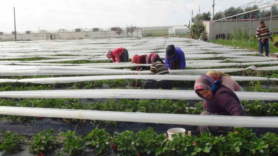 Mersin’de Açıkta Çilek Hasadı Başladı: 80 Bin Ton Ürün Bekleniyor