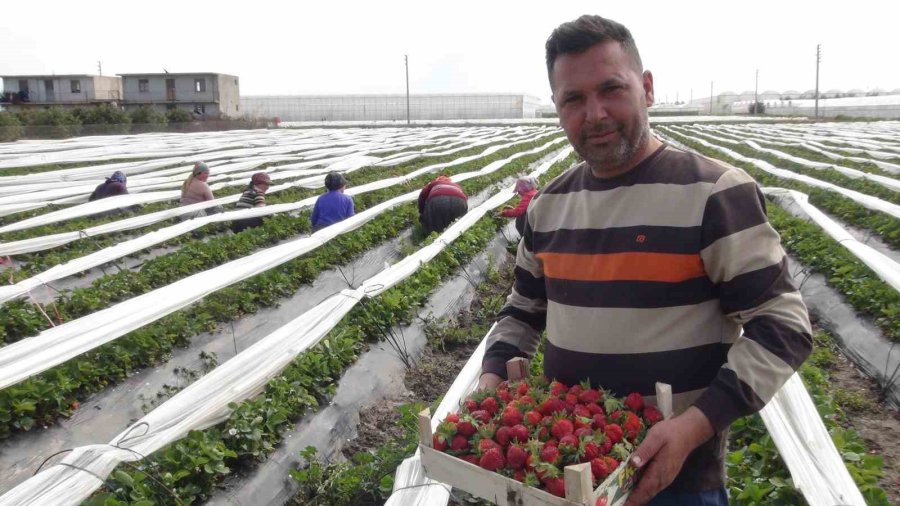 Mersin’de Açıkta Çilek Hasadı Başladı: 80 Bin Ton Ürün Bekleniyor