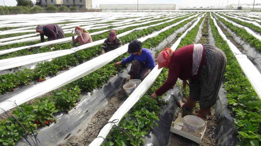 Mersin’de Açıkta Çilek Hasadı Başladı: 80 Bin Ton Ürün Bekleniyor