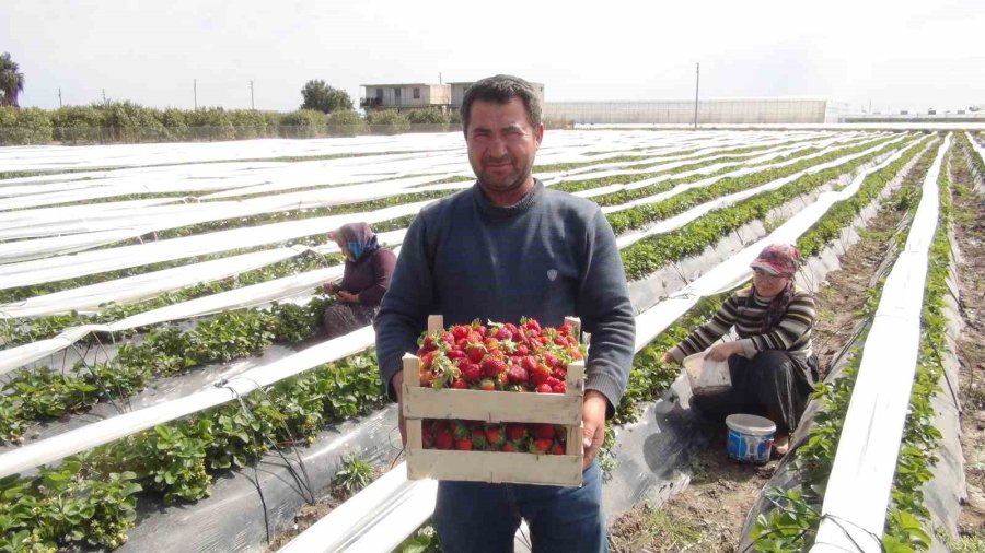 Mersin’de Açıkta Çilek Hasadı Başladı: 80 Bin Ton Ürün Bekleniyor