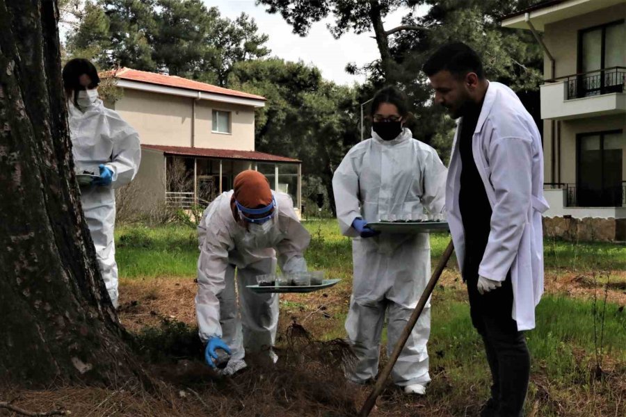 Antalya’da 50 Metrekare Alanda 60 Bin "terminatör" Böcek Üretiliyor