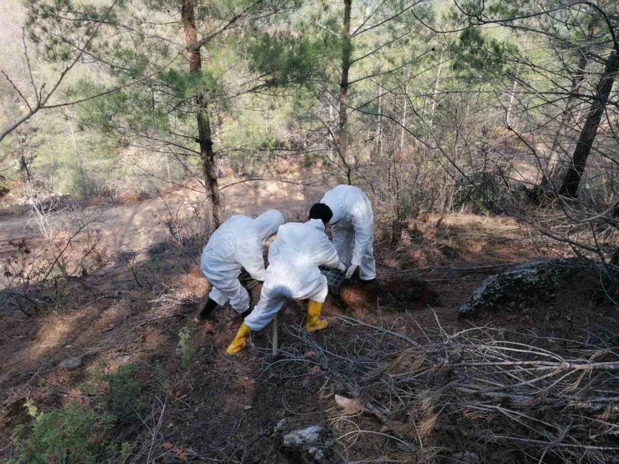 ’terminatör’ Böcekler İş Başında