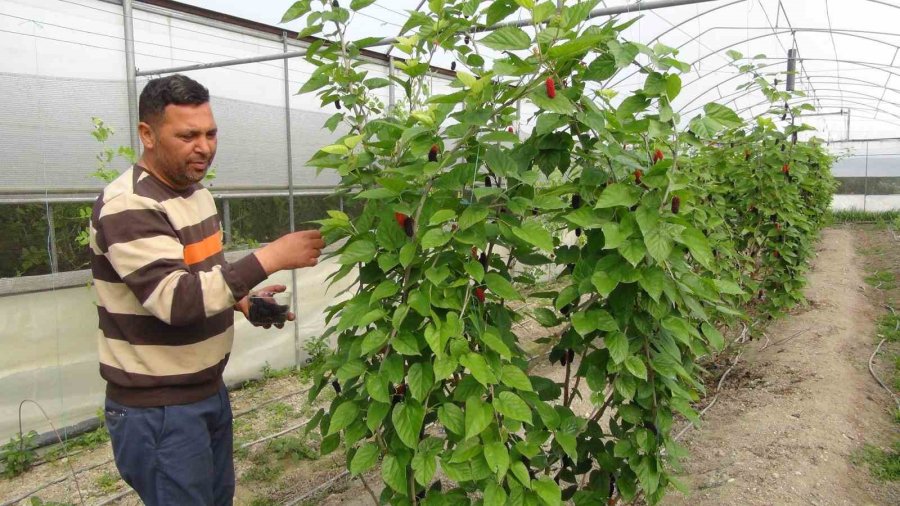 Mersin’de Karadut Hasadı: Kilosu 50 Liradan İhraç Ediliyor