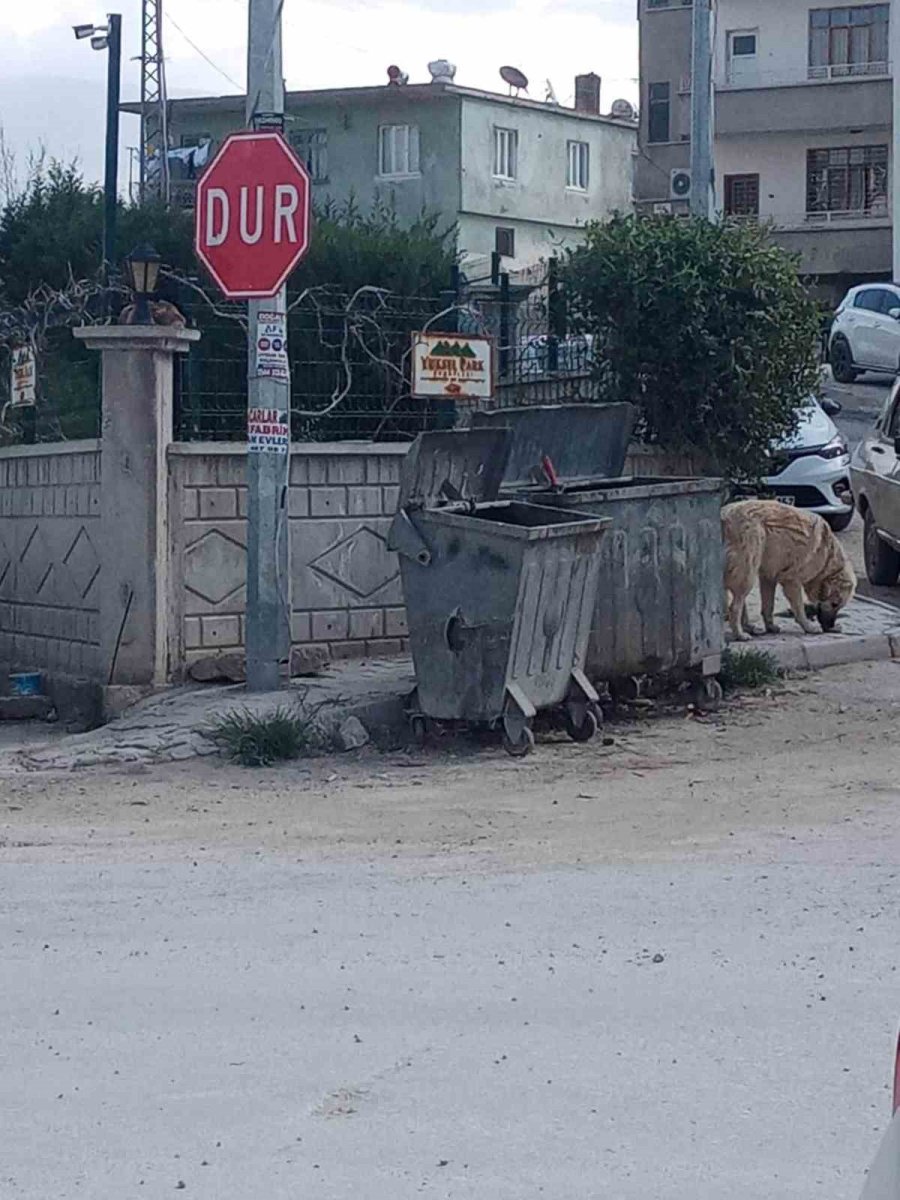 Mersin Mut’ta Hayvan İç Organları Ve Derilerini Çöpe Atanlar Tepki Çekti