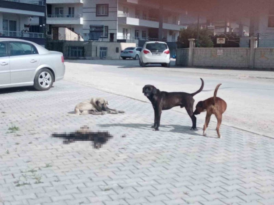 Mersin Mut’ta Hayvan İç Organları Ve Derilerini Çöpe Atanlar Tepki Çekti