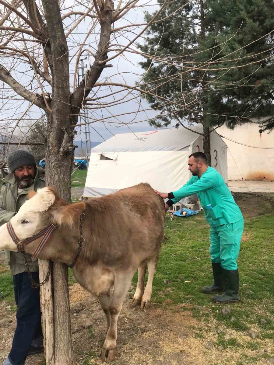 Antalya Büyükşehir Belediyesi’nden Gaziantep’te Veterinerlik Hizmeti