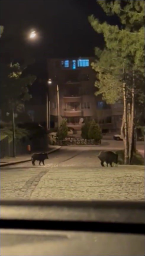 Konya’da Aç Kalan Domuzlar Şehre İndi