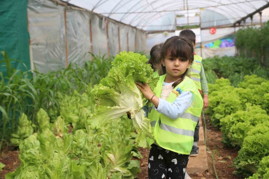 Miniklerin Çocuk Serasından İlk Hasadı Depremzedelere