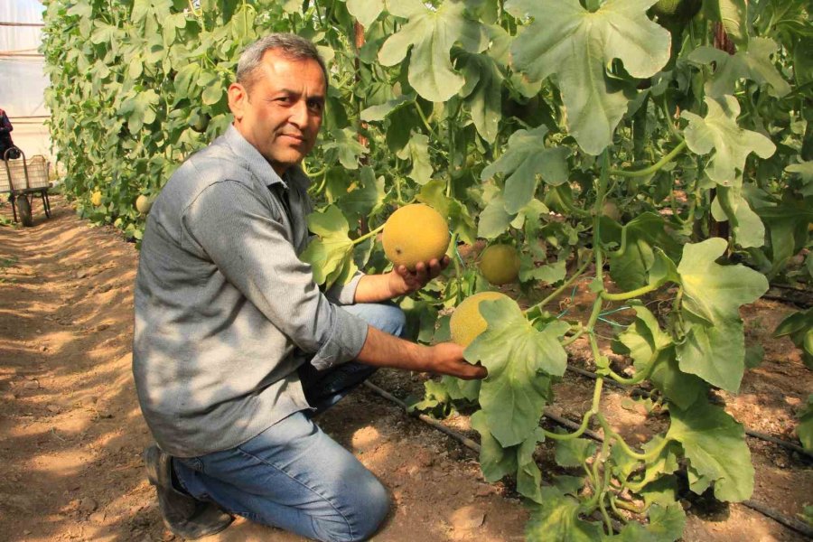 Havalar Ilık Gitti, Kavun Üreticilerinin Yüzü Güldü