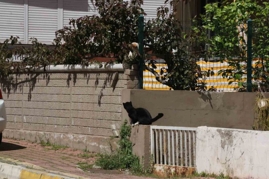 Sokakta Gözüne Kestitirdiği Kedi Kulübesini Kucakladığı Gibi Kaçtı