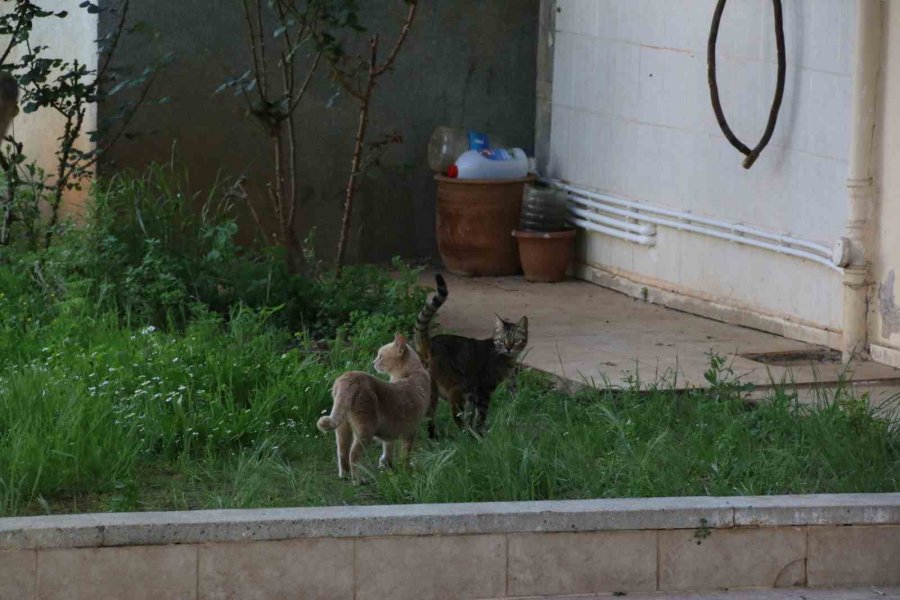 Sokakta Gözüne Kestitirdiği Kedi Kulübesini Kucakladığı Gibi Kaçtı