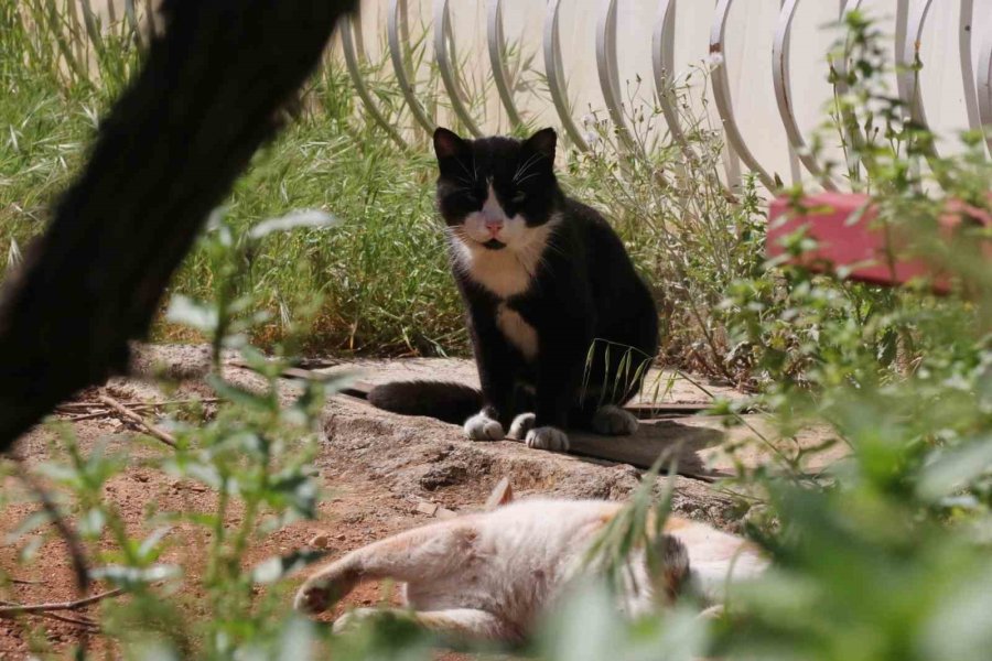 Sokakta Gözüne Kestitirdiği Kedi Kulübesini Kucakladığı Gibi Kaçtı