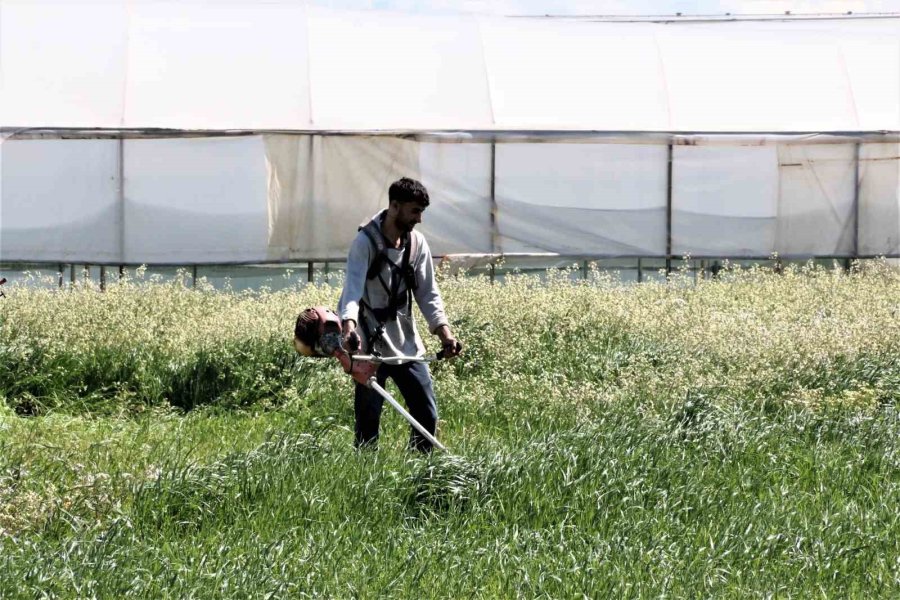 Arkadaşlarının "türkiye’de Senden Kim Böcek Alacak" Dediği İşletmeci 1 Milyon Çekirge Üretiyor