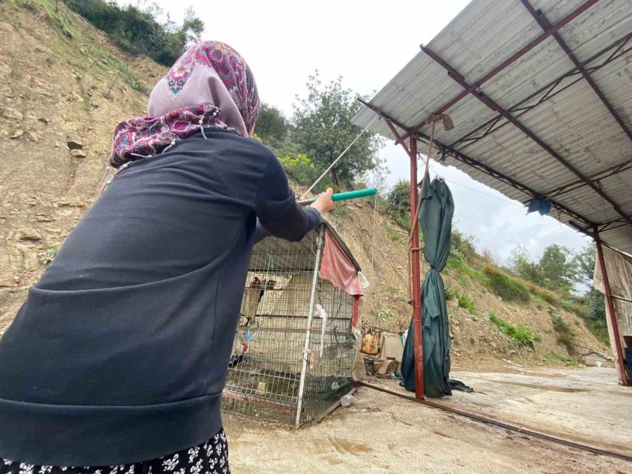 15 Yaşındaki Ayşe’nin Bilek Güreşi Şampiyonası İçin Sıra Dışı Antrenman Yöntemleri