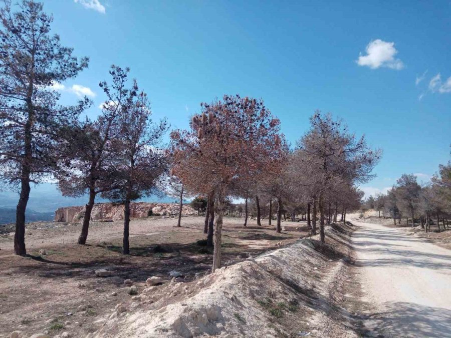 Çam Kese Böceklerinin Zarar Verdiği Kızılçam Ormanlarında Biyolojik Mücadele