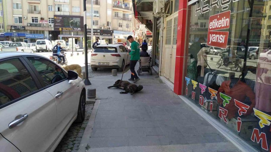 Mersin’de Sokak Köpekleri Belediye Çalışanına Saldırıp Isırdı