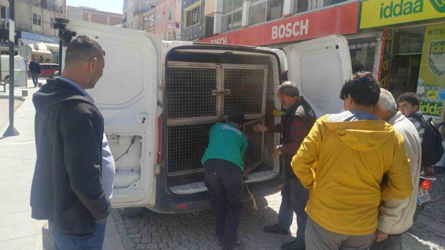 Mersin’de Sokak Köpekleri Belediye Çalışanına Saldırıp Isırdı