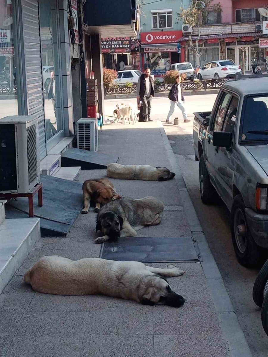 Mersin’de Sokak Köpekleri Belediye Çalışanına Saldırıp Isırdı