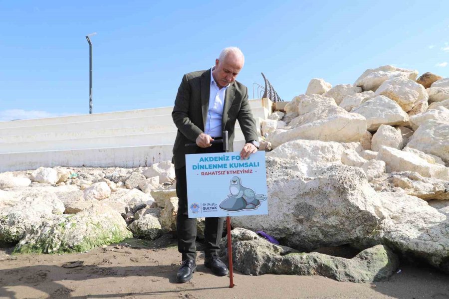 Akdeniz Fokları Mersin Sahillerinde Kendini Gösterdi