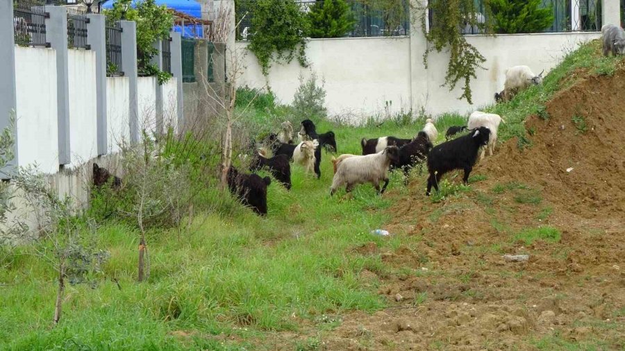 Koyun Ve Keçi Sürüleri Villaların Bahçelerini Talan Ediyor