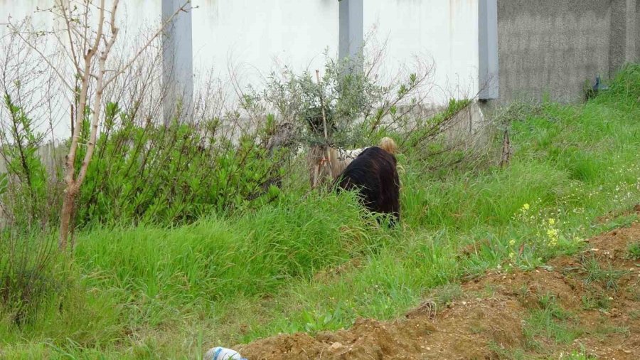 Koyun Ve Keçi Sürüleri Villaların Bahçelerini Talan Ediyor