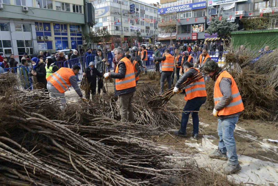 Isparta Belediyesi 1 Haftada 62 Bin Meyve Fidanı Dağıttı