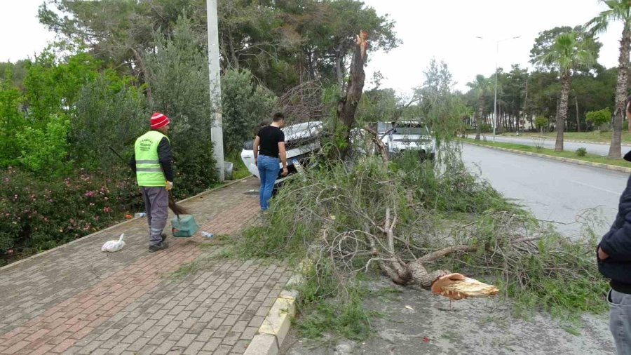 Manavgat’ta Kontrolden Çıkan Otomobil Ağaca Çarptı: 1 Yaralı