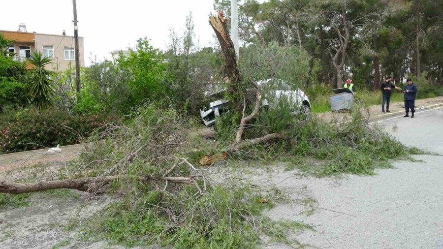 Manavgat’ta Kontrolden Çıkan Otomobil Ağaca Çarptı: 1 Yaralı