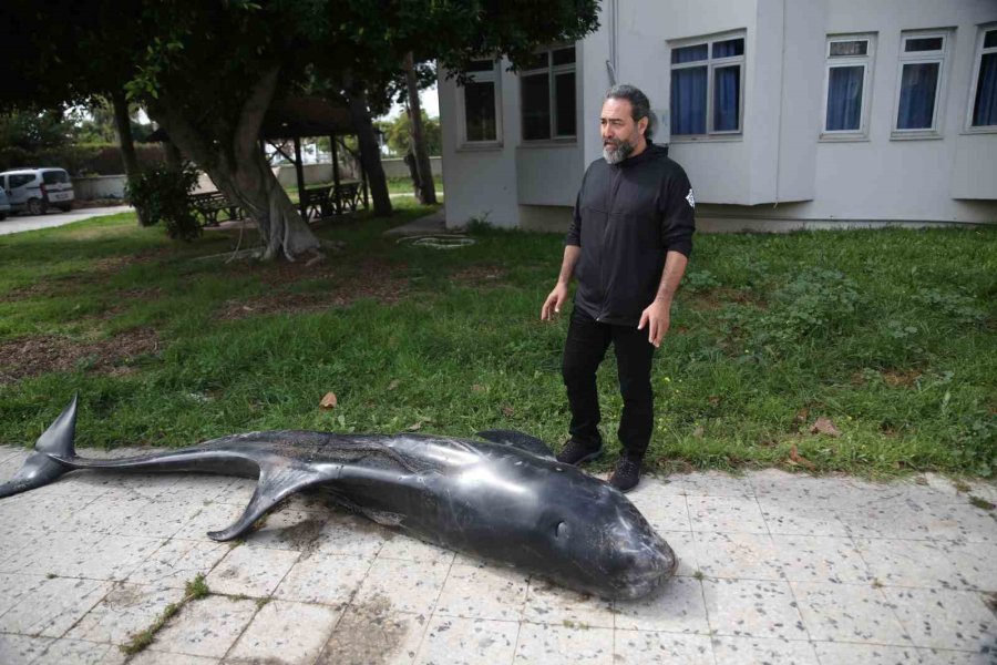 Mersin’de Dev Yunus Balığı Ölü Olarak Karaya Vurdu