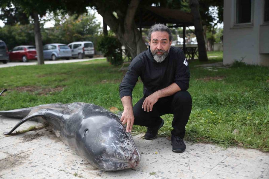 Mersin’de Dev Yunus Balığı Ölü Olarak Karaya Vurdu