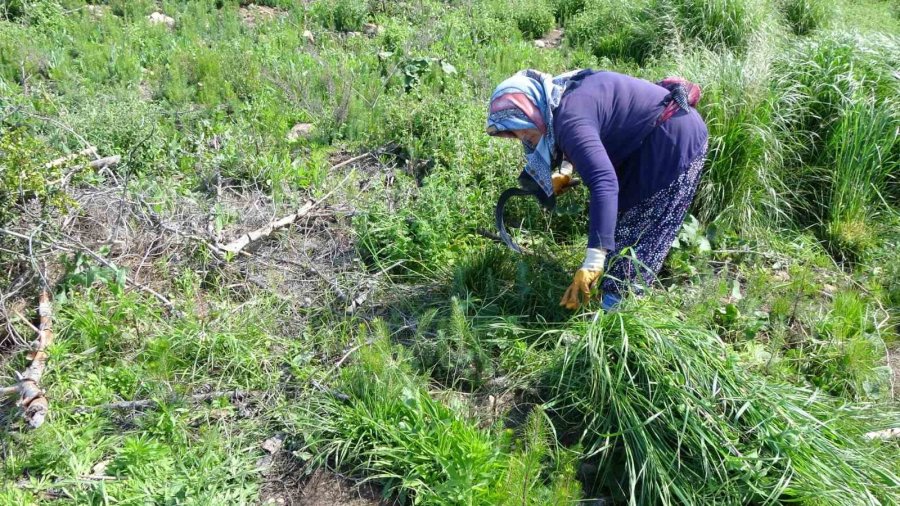 Manavgat’ta Yanan Ormanlar Yeniden Filizleniyor