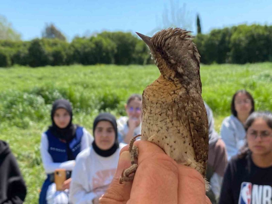 Estonya’dan Göç Ediyordu, Türkiye’de İlk Kez Yakalandı