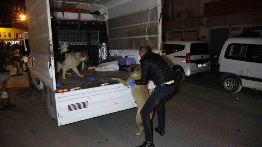 Eski Eşin İhbarı Polisi Alarma Geçirdi, Evden Bir Cenaze Ve 3 Köpek Çıktı