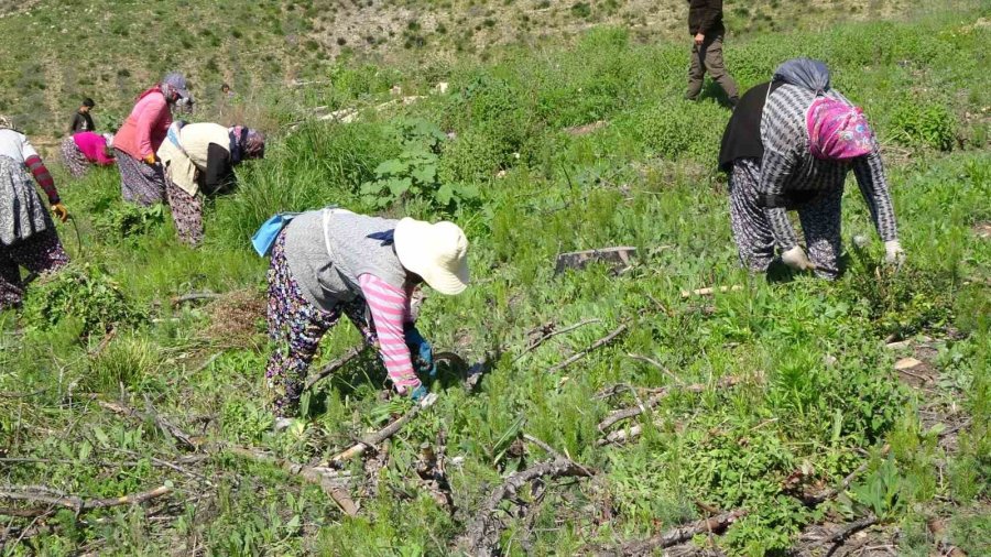 Manavgat’ta Yanan Ormanlar Yeniden Filizleniyor