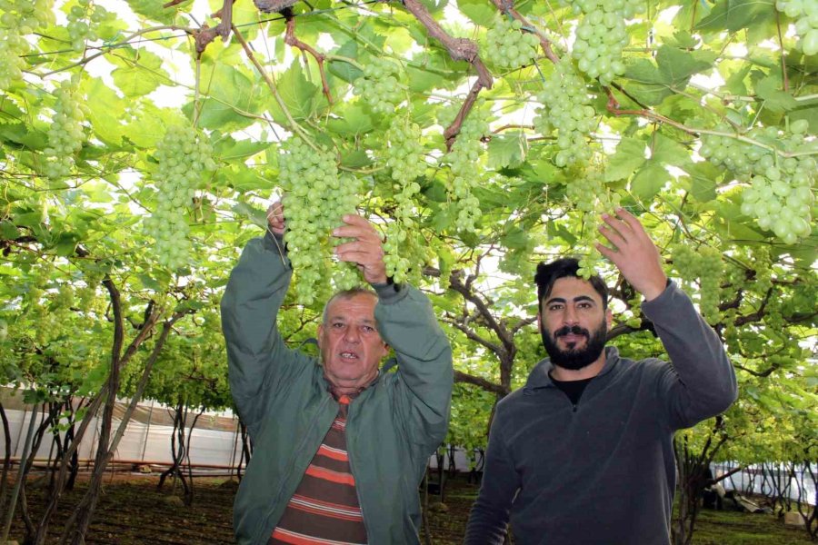 Turfanda Üzüm Çıktı, İlk Siparişler Ortadoğu Ve Rusya’dan