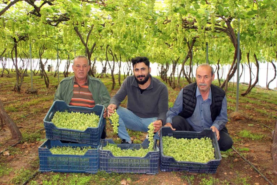 Turfanda Üzüm Çıktı, İlk Siparişler Ortadoğu Ve Rusya’dan