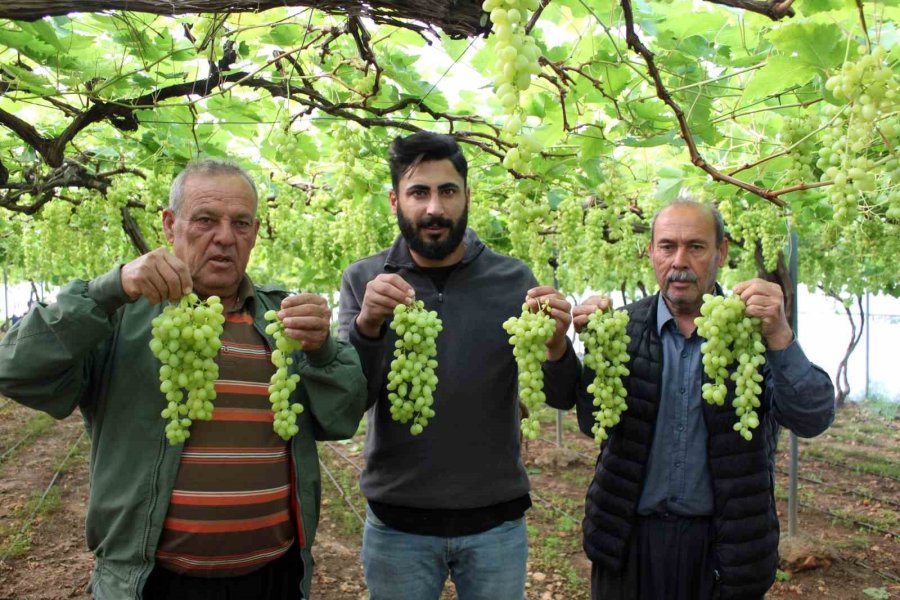 Turfanda Üzüm Çıktı, İlk Siparişler Ortadoğu Ve Rusya’dan