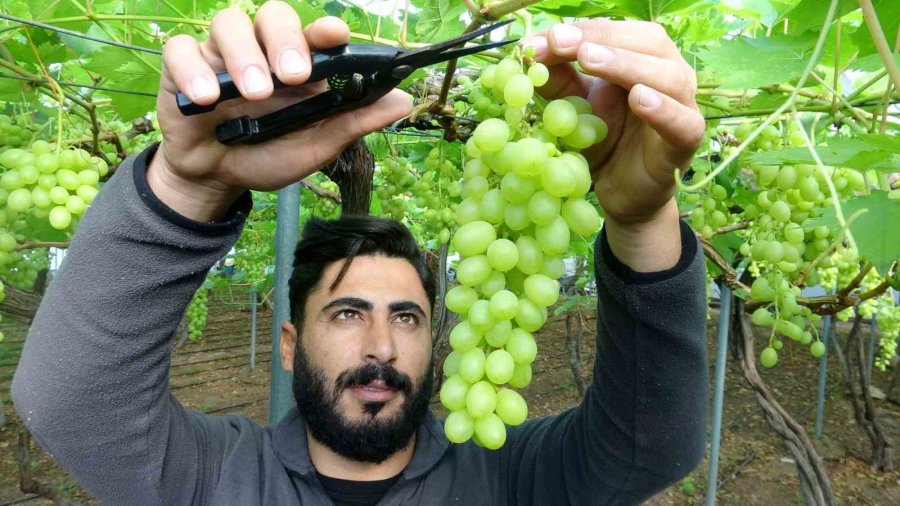 Turfanda Üzüm Çıktı, İlk Siparişler Ortadoğu Ve Rusya’dan