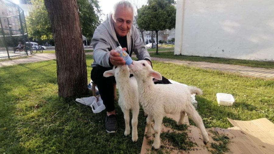 Biberonla Beslediği Kuzular, Parklardaki Çocukların Sevgilisi Oldu