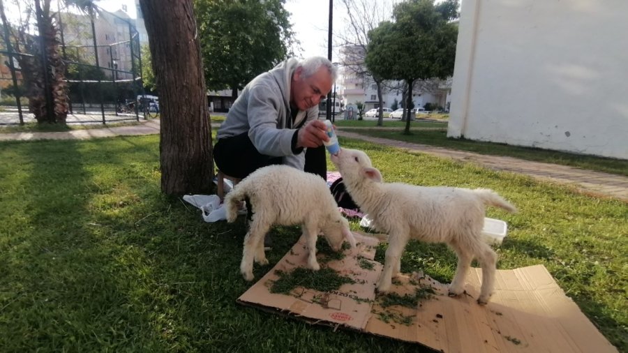 Biberonla Beslediği Kuzular, Parklardaki Çocukların Sevgilisi Oldu