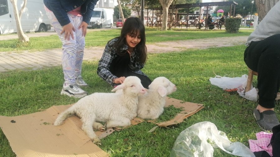 Biberonla Beslediği Kuzular, Parklardaki Çocukların Sevgilisi Oldu