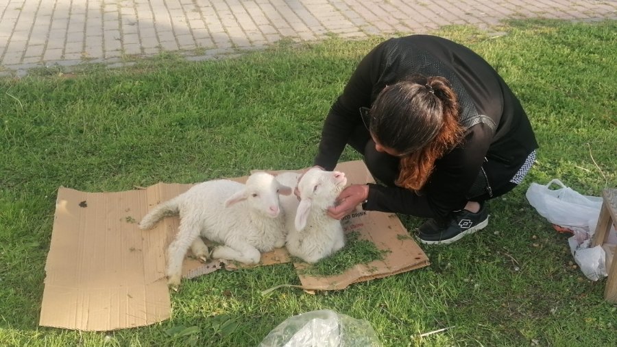 Biberonla Beslediği Kuzular, Parklardaki Çocukların Sevgilisi Oldu