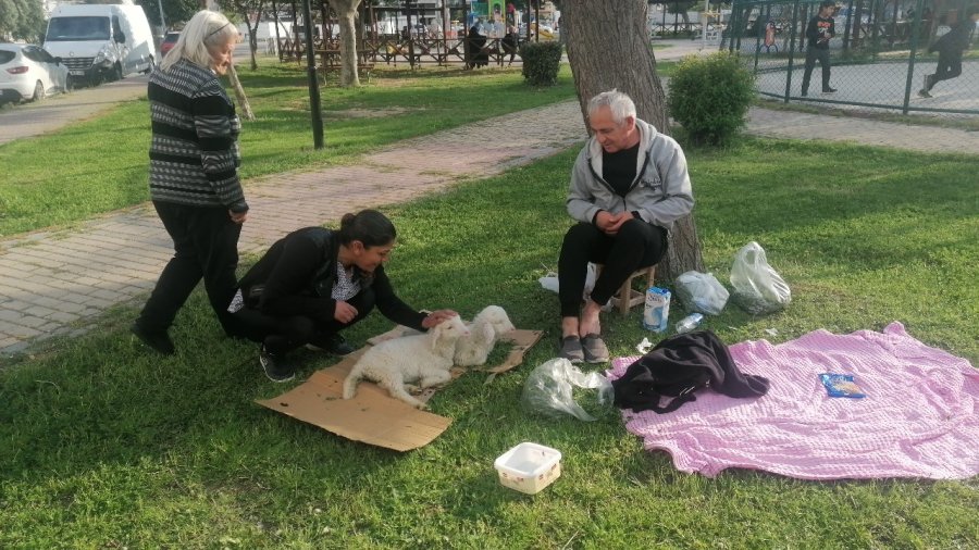 Biberonla Beslediği Kuzular, Parklardaki Çocukların Sevgilisi Oldu