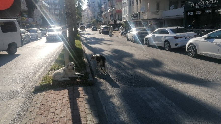 Aniden Önüne Çıkan Köpek Kaza Yapmasına Sebep Oldu