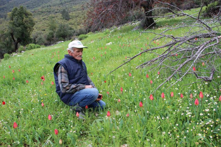 Antalya’da Osmanlı Laleleri Görsel Şölen Oluşturdu