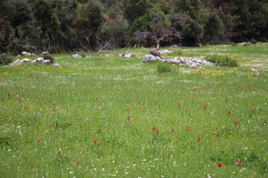 Antalya’da Osmanlı Laleleri Görsel Şölen Oluşturdu